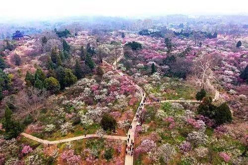 七排-南京梅花山抒怀（外一首）文‖浴乎沂（图8）