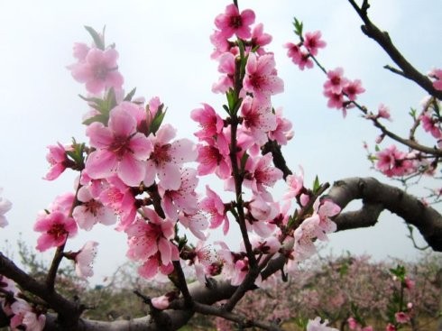 把我的春天给你.我的祖国：文／付小玲（陕西商洛）（图8）