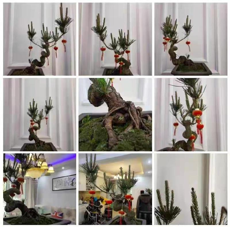 陈江：咏物诗 请欣赏（图6）