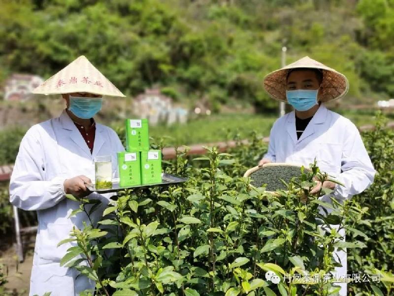 丹风秦鼎茶第四届散文二等奖作品:文/任水民(图2)