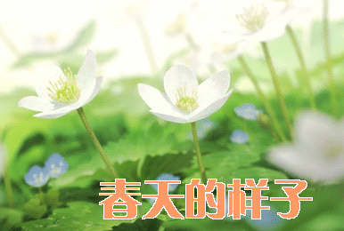 张汉生〔湖北〕诗词专辑(一)制作 冰心【冰心文化传媒】(图5)