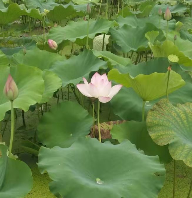 《荷韵生香》七律五首丨文/塞北天骄