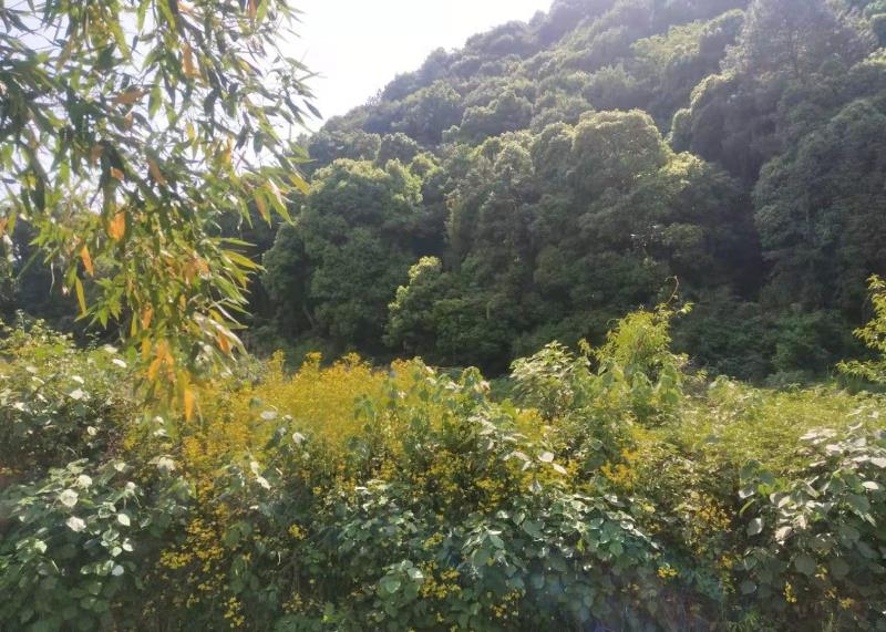 七律●欢度邻里节(六首)丨 文/李百合