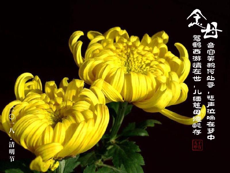 姚崇实〔河北〕怀念母亲专辑 制作 冰心*幽蓝【冰心文化传媒】(图8)