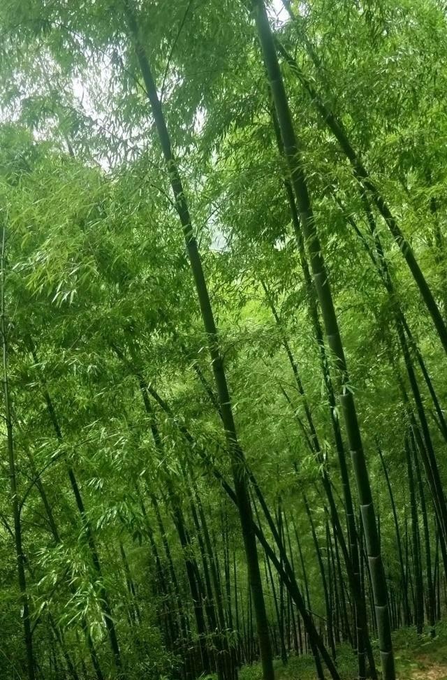 《忆江南．竹品》欧体、词林正韵——香山（阿民）京津沪头条