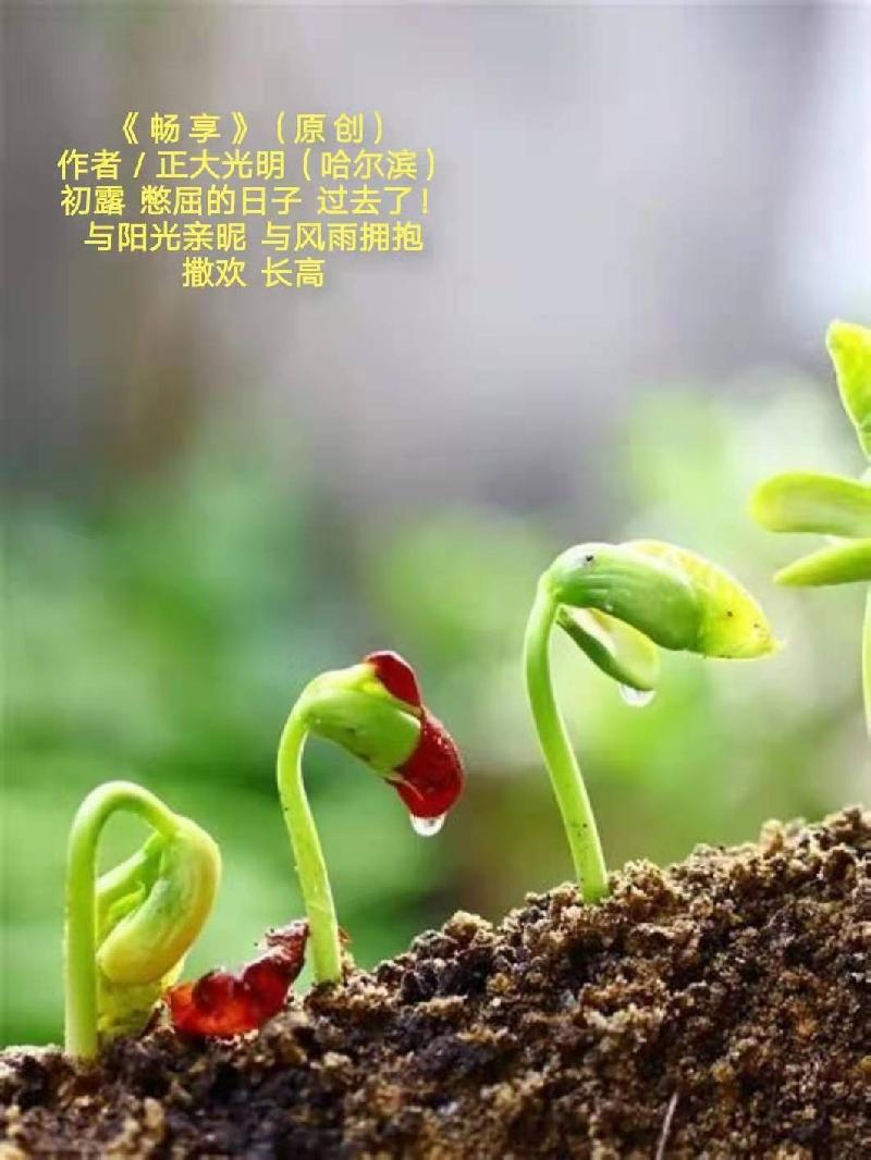 【题图微诗三首】 作者/正大光明(哈尔滨)京津沪头条