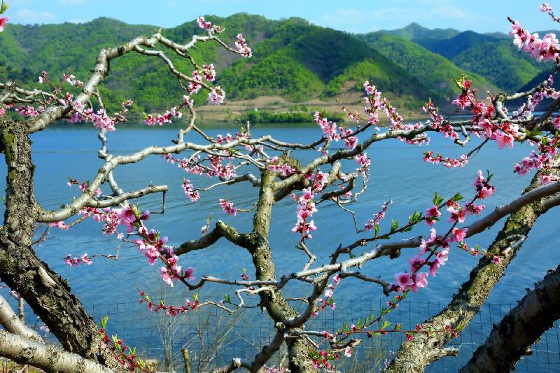 青岛聆泉诗社010期｜诗词精选169首｜【摄影：吴文山】（图12）