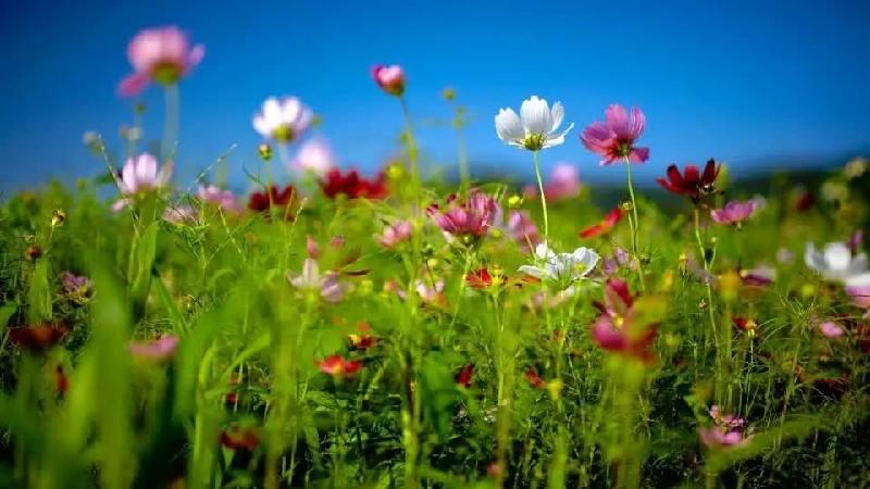 【潇湘文学社】潇湘陶菊诗社《暮春》(图5)