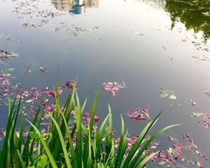 【潇湘文学社】潇湘陶菊诗社《暮春》(图7)
