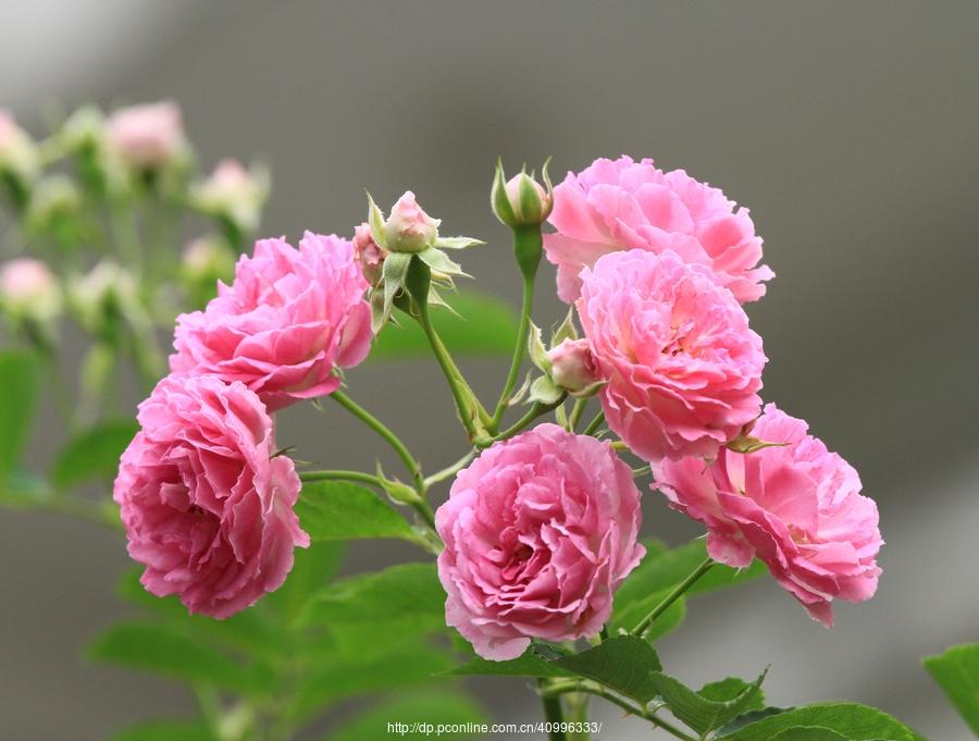 src=http_%2F%2Fimg.pconline.com.cn%2Fimages%2Fupload%2Fupc%2Ftx%2Fphotoblog%2F1705%2F12%2Fc12%2F46773946_1494591665620_mthumb.jpg&refer=http_%2F%2Fimg.pconline.com.jpg