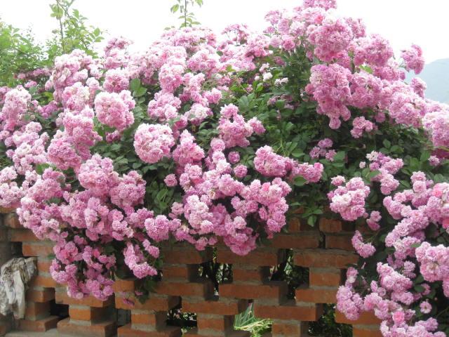 1620522585990050506.jpg src=http_%2F%2Fs9.sinaimg.cn%2Fmiddle%2F59da1111h7435520f3558&690&refer=http_%2F%2Fs9.sinaimg.jpg