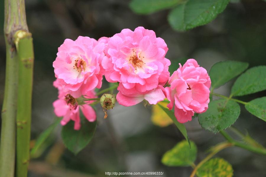 src=http_%2F%2Fimg.pconline.com.cn%2Fimages%2Fupload%2Fupc%2Ftx%2Fphotoblog%2F1705%2F12%2Fc13%2F46776007_1494592819683_mthumb.jpg&refer=http_%2F%2Fimg.pconline.com.jpg
