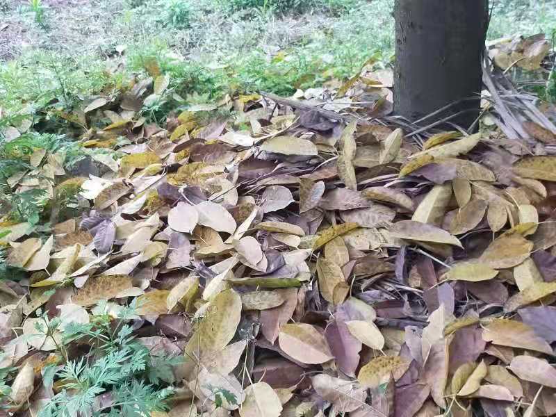 四言诗 榕落丨文／黄发滨