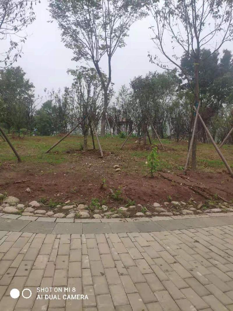 公园即景(外一首)‖诗人：汪道波（图6）