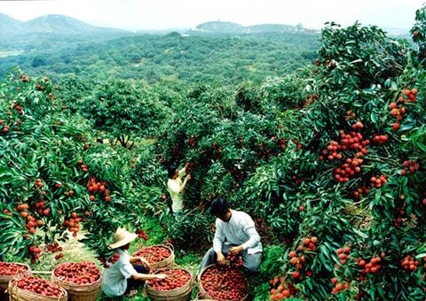 37 荔园小歌 徐闻 谭昌先（图2）
