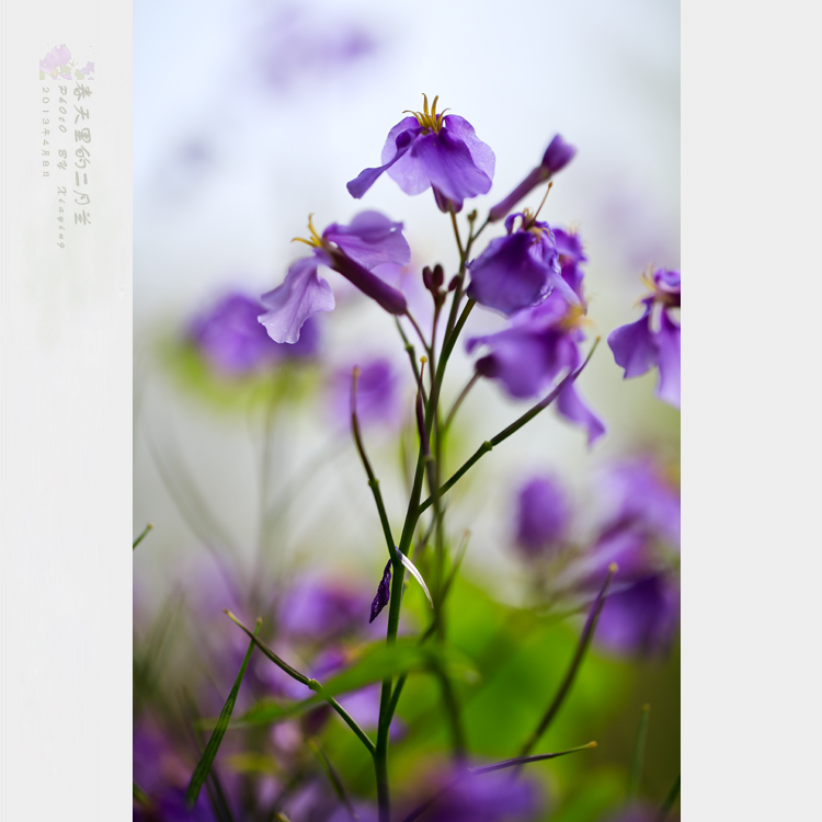 秘密 作者：史默 主播：芦琦（图4）
