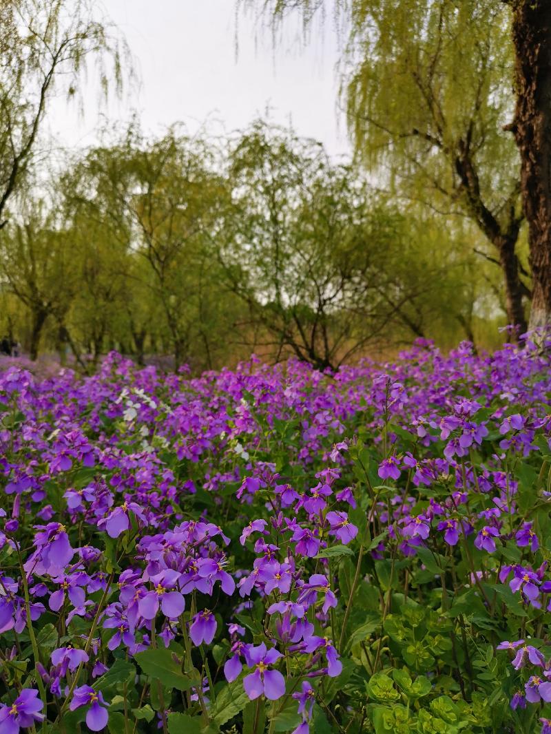 秘密 作者：史默 主播：芦琦（图3）
