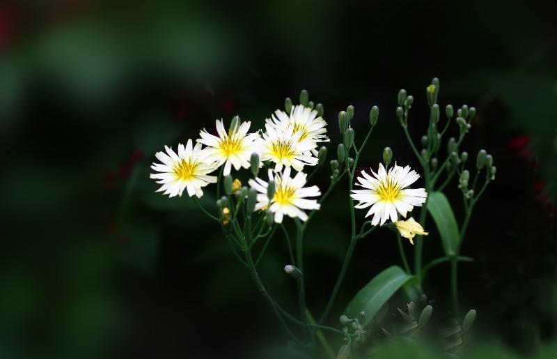 北疆摄影 Ⅱ 苦菜花 文/图：北疆（图9）