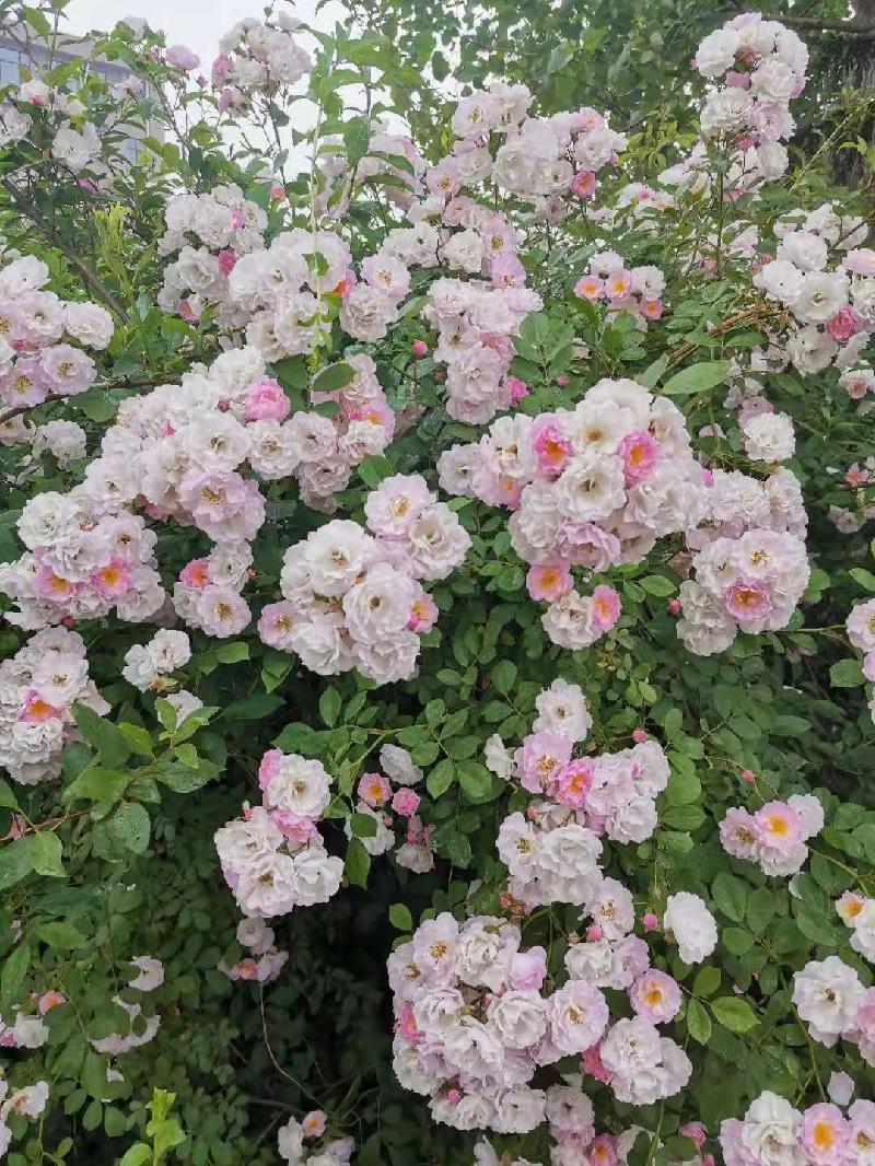 七姐妹花（中华新韵） 王安国/山东