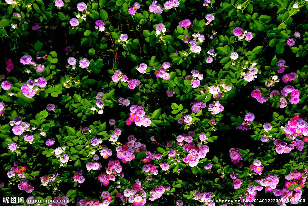 src=http_%2F%2Fwww.boruisz.com%2Fimages%2Fobuwgmzyfzxgs4djmmxgg33n%2F20140122%2F11467900_200726578000_2.jpg&refer=http_%2F%2Fwww.boruisz.jpg