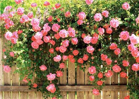 src=http_%2F%2Fplant.cila.cn%2Fuploadfiles%2Fzhiwutu%2F201602%2F0232062.jpg&refer=http_%2F%2Fplant.cila.jpg