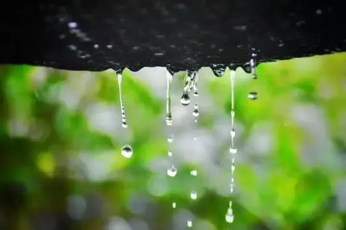 荐赏张礼松老师佳作 雨之声 外一首 精英主播 仁娟 采菊东篱社文学有声平台推送（图2）