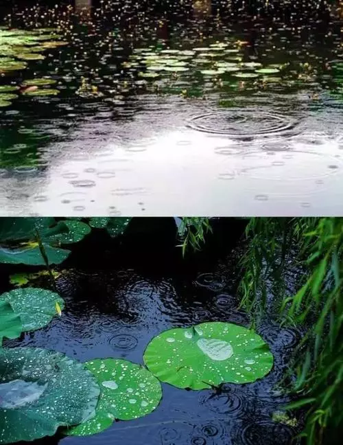 荐赏张礼松老师佳作 雨之声 外一首 精英主播 仁娟 采菊东篱社文学有声平台推送（图3）