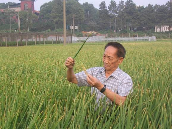 敬輓水稻之父__袁隆平先生