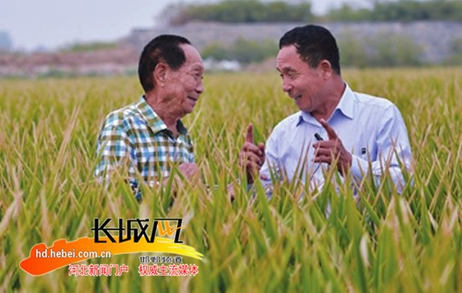 悼念袁隆平老先生文范世强赵翠萍韩城澄城