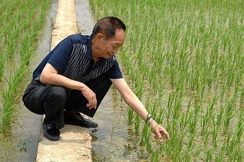 湖南诗人彭宇昭老师悼杂交水稻之父 诗词两首（图2）