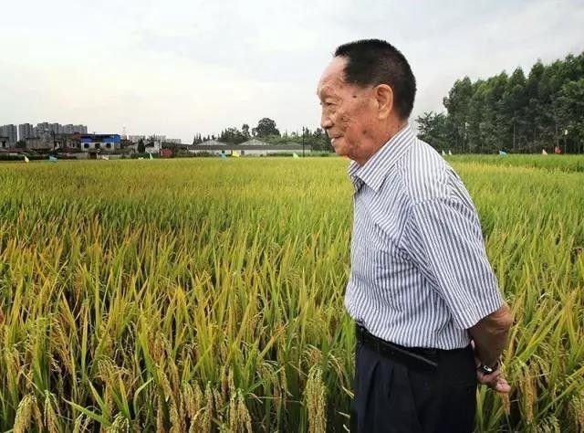 湖南诗人彭宇昭老师悼杂交水稻之父 诗词两首（图3）