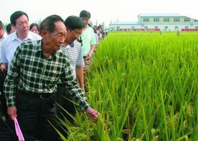全国朋友圈诗人共同悼念袁隆平专辑(图34)