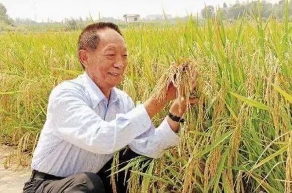【哀思永寄 】 悼念当代“神农”——袁隆平（图5）