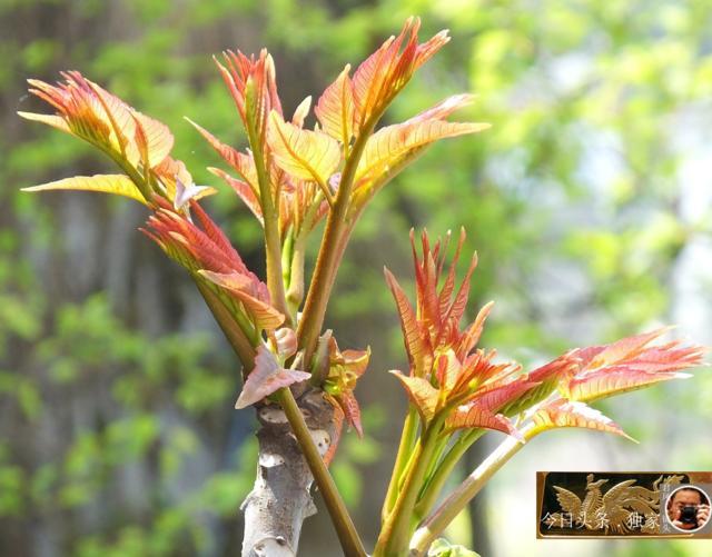 椿 芽 文/狂柳(图3)