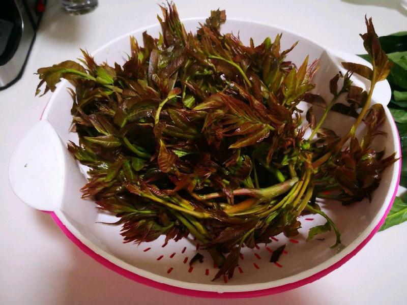 椿 芽 文/狂柳(图2)