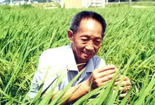 世界之声：《稻子熟了，妈妈，我来看您了》文/ 袁隆平（中国）诵/ 郭丹 （美国） 乐/ 巴赫-Air Sul G［世界金话筒朗诵团］世界诗人名人展（2289）（图5）