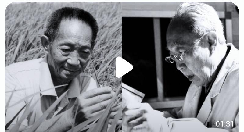 两颗…… 作者/逯家驹 主播/杨淑贤（图2）
