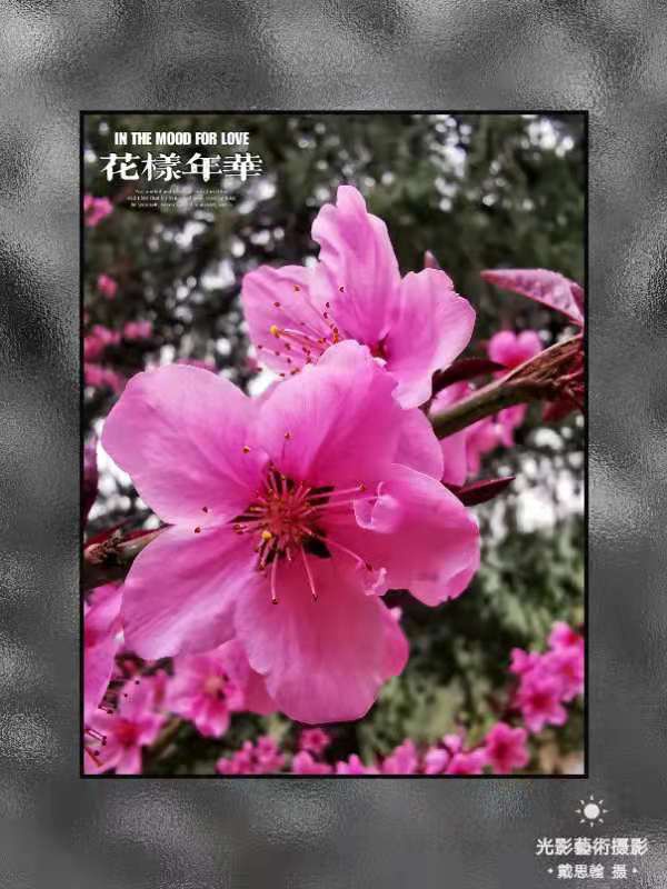 荐赏著名书画家成吉思翰老师精彩绝伦摄影作品｜海外头条（图14）