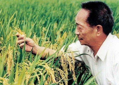 七律.悼念袁隆平院士 文/欣 原（图3）