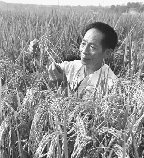 七绝•悼念袁隆平（组诗） 文/金越〔辽宁〕制作 冰心〔甘肃〕【冰心文化传媒】（图5）