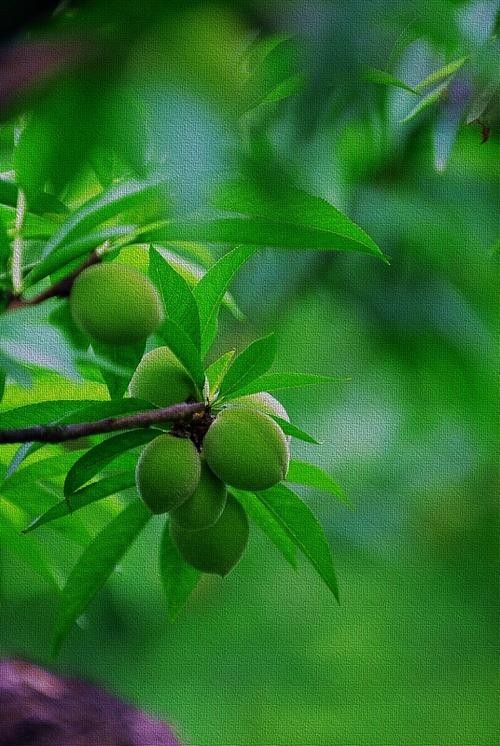 【名家精品】王茹老师《初夏》新作专辑(图3)