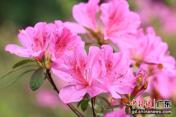李海松（湖南）诗词曲同题咏十大名花专辑（三）制作 冰心〔甘肃〕【冰心文化传媒】（图18）
