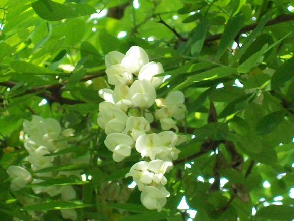 又是一年槐花盛开 文‖赖长虹(吉林)(图7)