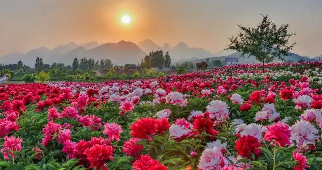 【经典】昨夜天//芭蕉又绿绮窗（图6）