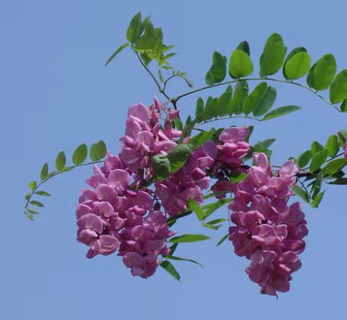 槐 花 作者/马国涛 主播/李秀波（图4）