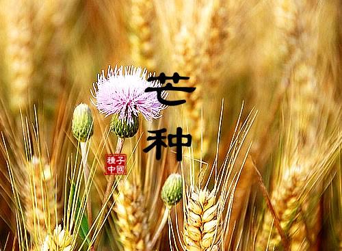 芒种 文/修竹晨影（图2）
