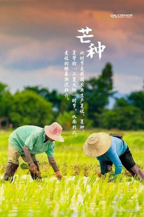 芒种 文/修竹晨影（图3）