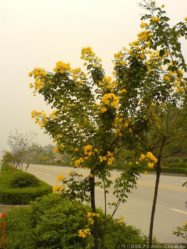 芒种加官（五绝·新韵） ／萧水金（图8）