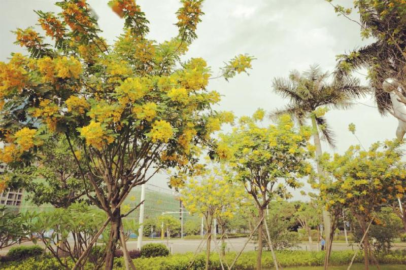 芒种加官（五绝·新韵） ／萧水金（图9）