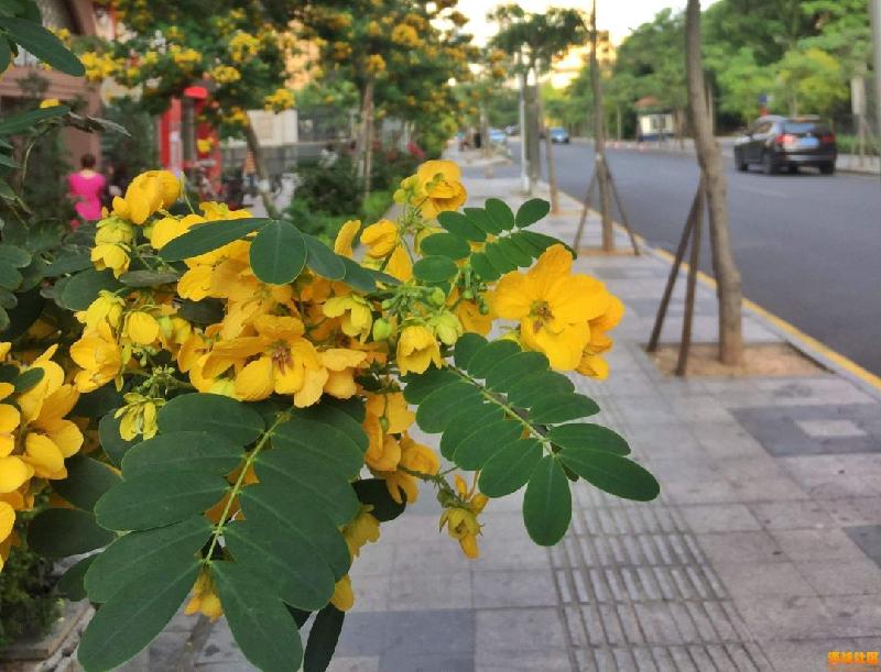 芒种加官（五绝·新韵） ／萧水金（图3）